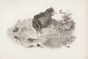 Photo By The New York Public Library